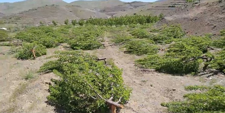 آخرین جزئیات پرونده قطع درختان باغدار سنندجی